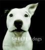 Shelter_dogs
