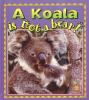 A_koala_is_not_a_bear_