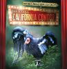 The_bizarre_California_condor