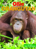 Ollie_the_Orangutan