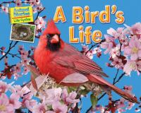 A_bird_s_life